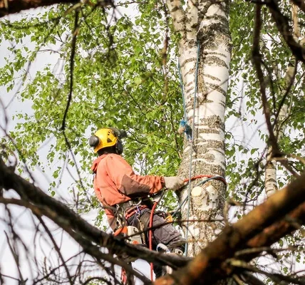 A Cut Above Why Panorama Tree Care Leads Tree Service in Tampa